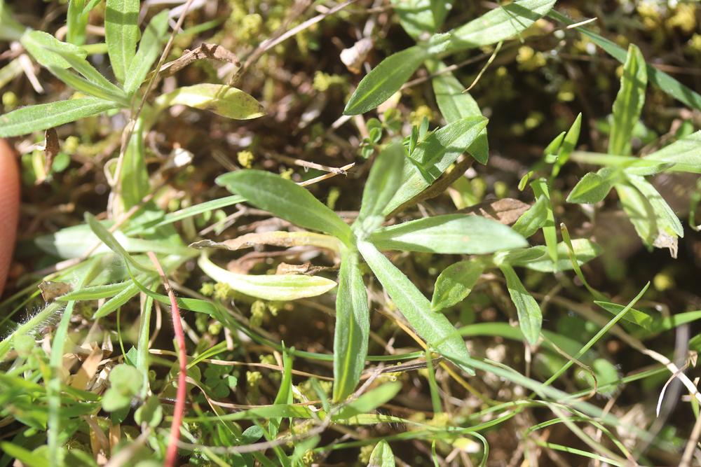 Xéranthème fétide Xeranthemum cylindraceum Sm., 1813
