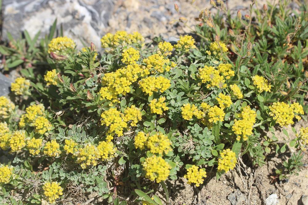 Allysson alpestre, Passerage des Alpes Alyssum alpestre L., 1767