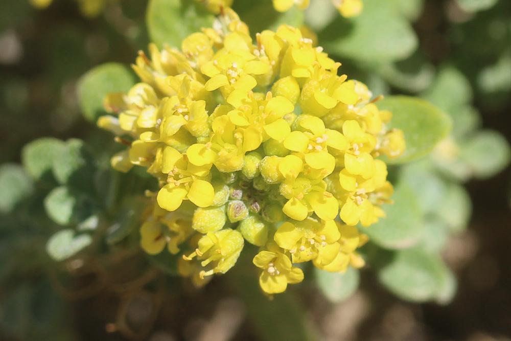 Allysson alpestre, Passerage des Alpes Alyssum alpestre L., 1767