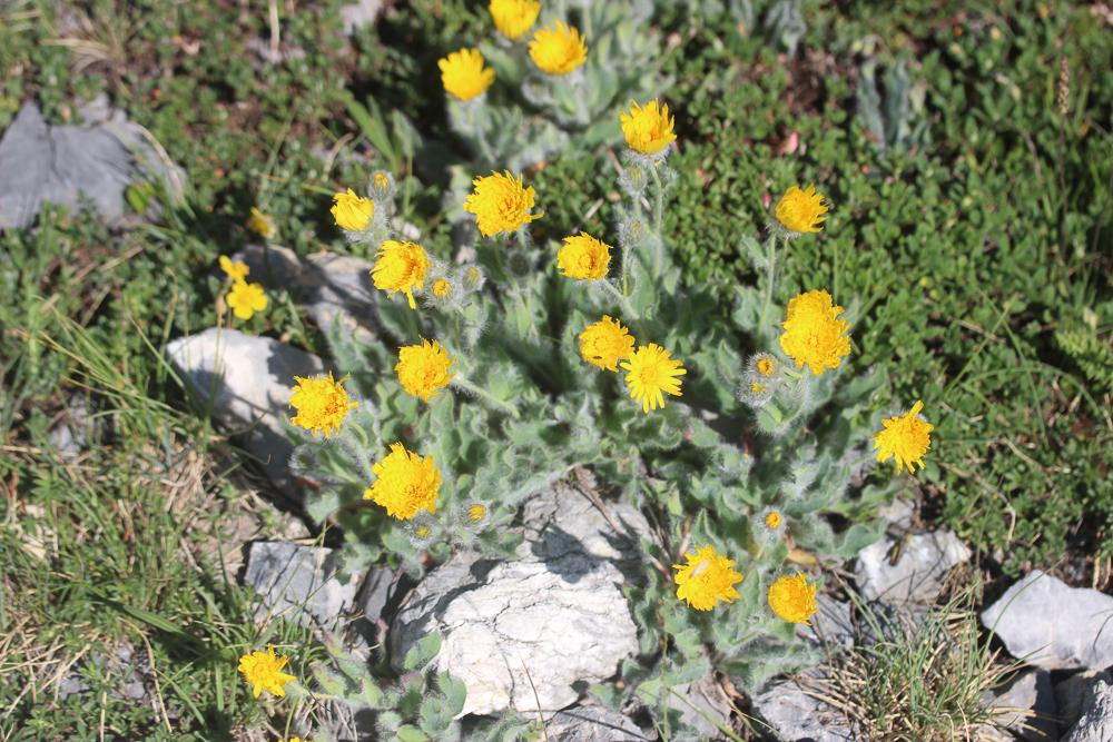 Épervière Hieracium monregalense Burnat & Gremli, 1883