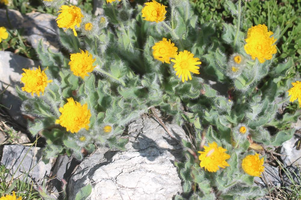 Épervière Hieracium monregalense Burnat & Gremli, 1883