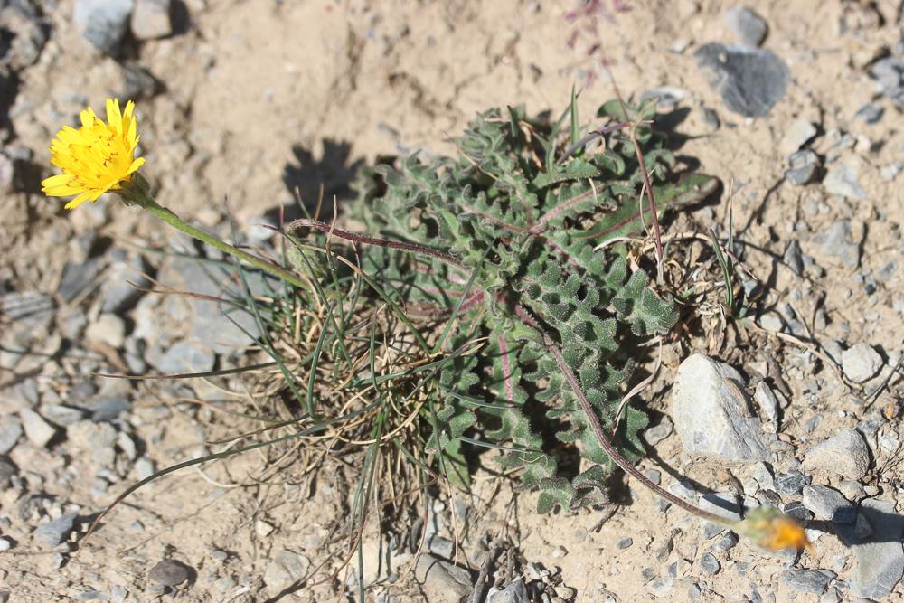 Liondent des éboulis Leontodon hispidus subsp. hyoseroides (Welw. ex Rchb.) Gremli, 1885