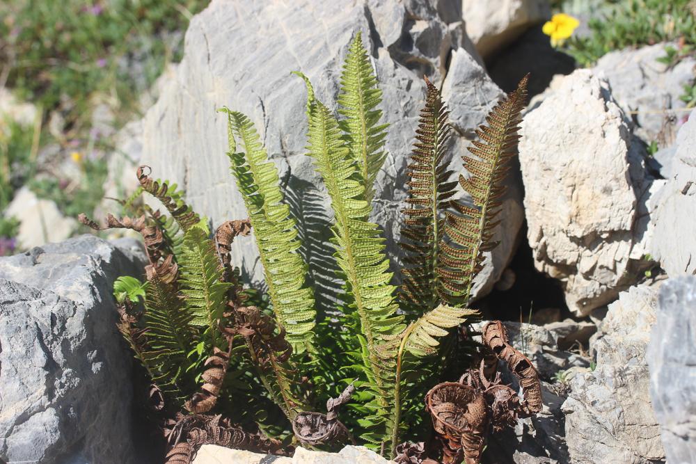Polystic lonchyte, Polystic en fer de lance Polystichum lonchitis (L.) Roth, 1799