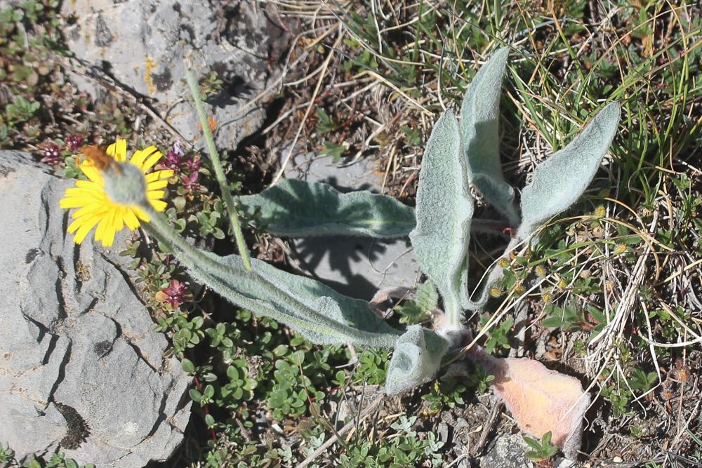Épervière tomenteuse Hieracium tomentosum L., 1755