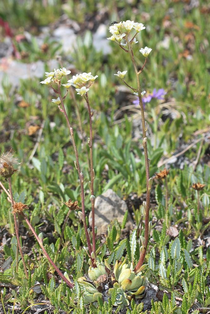 Saxifrage aizoon Saxifraga paniculata Mill., 1768