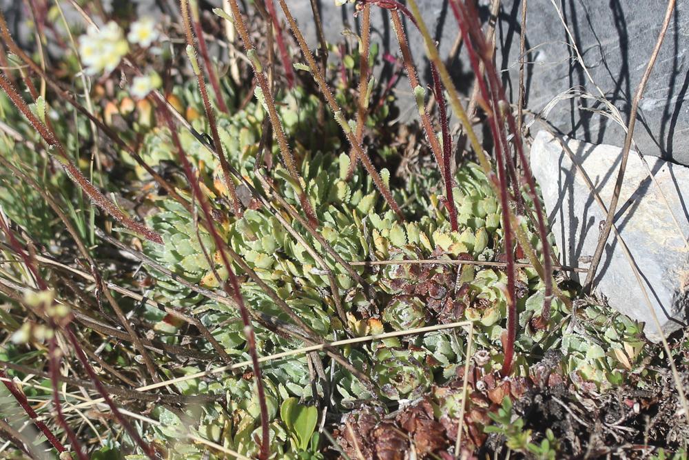 Saxifrage aizoon Saxifraga paniculata Mill., 1768
