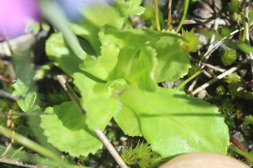 Primevère farineuse Primula farinosa L., 1753