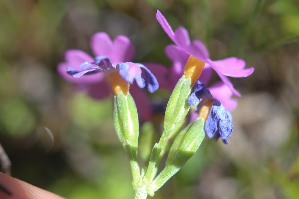 Primevère farineuse Primula farinosa L., 1753