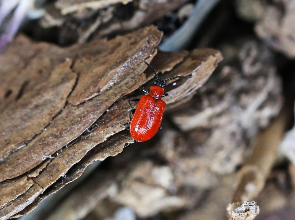 Criocère du Lys Lilioceris lilii (Scopoli, 1763)