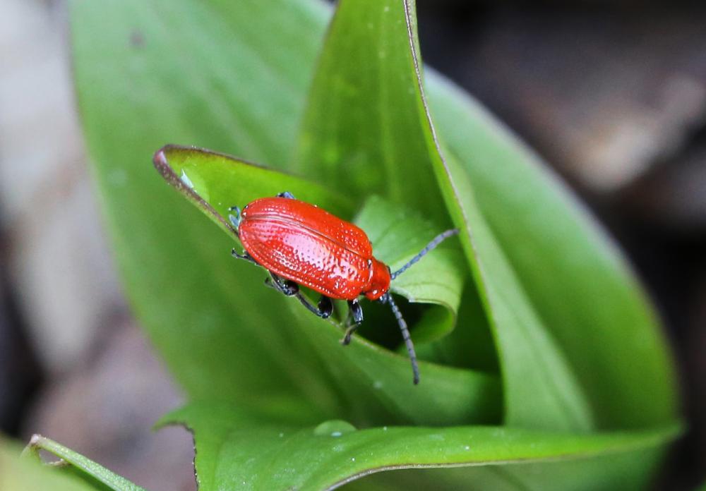 Criocère du Lys Lilioceris lilii (Scopoli, 1763)