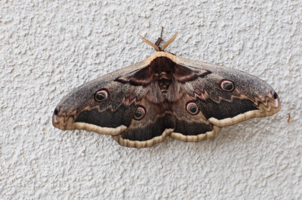 Grand Paon de nuit Saturnia pyri (Denis & Schiffermüller, 1775)