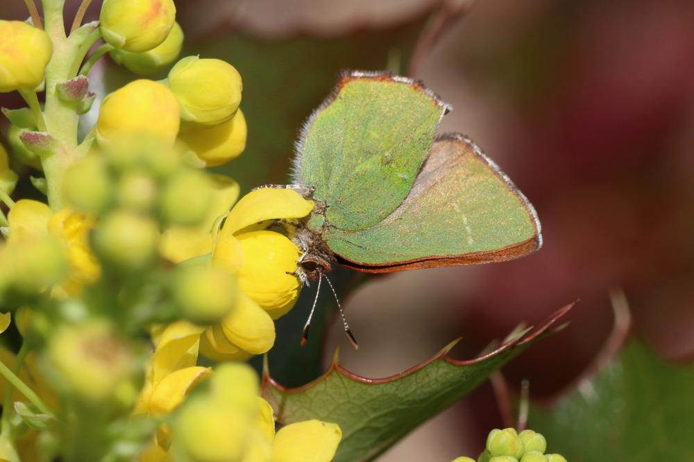 Thécla de l'Arbousier (La) Callophrys avis Chapman, 1909