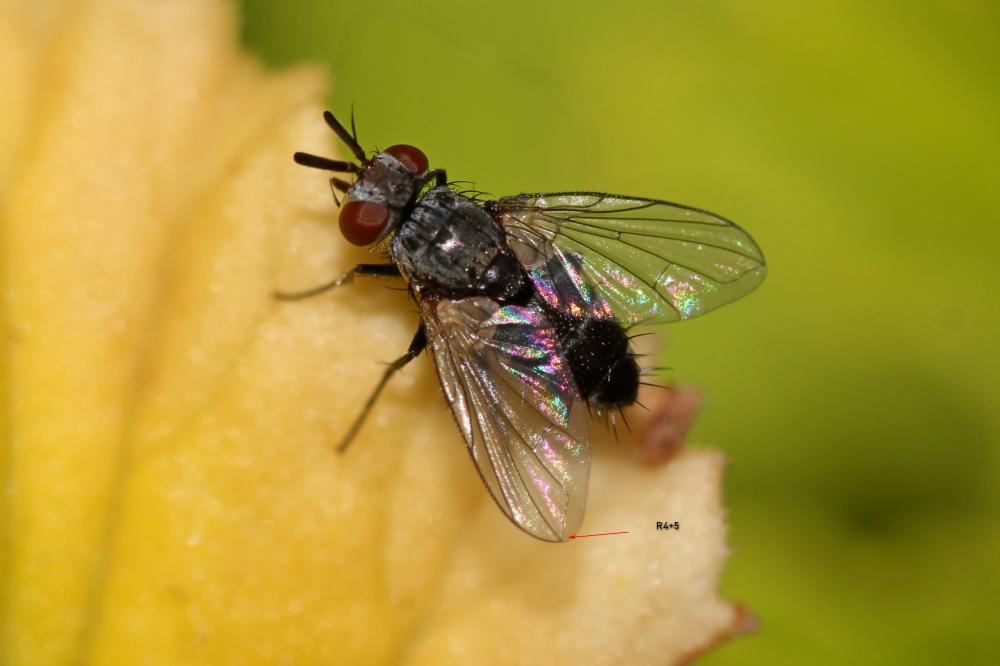 Clausicella suturata Rondani, 1859