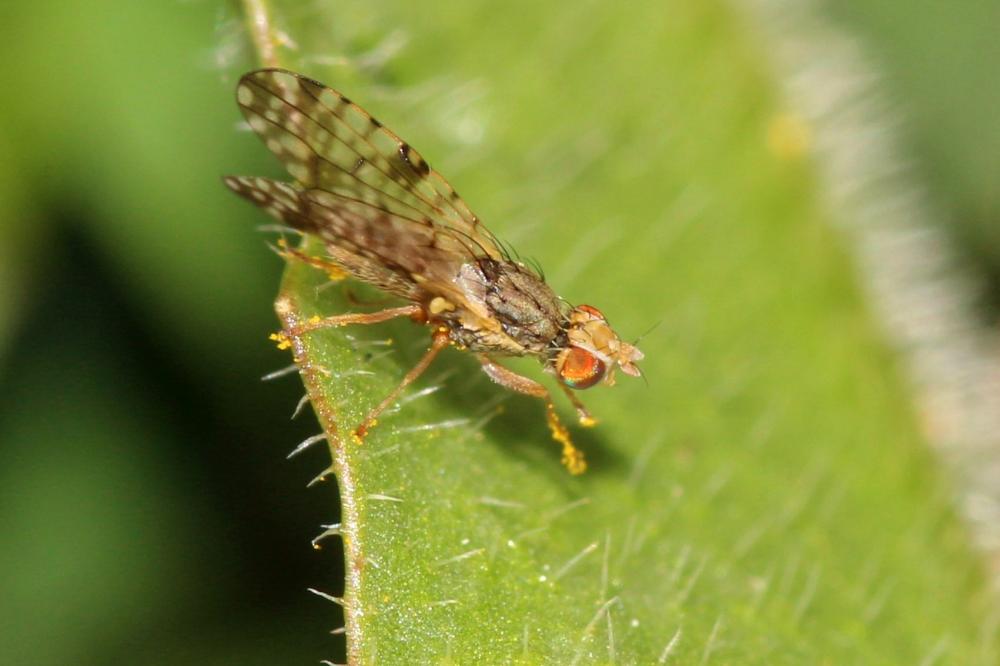 Dioxyna bidentis (Robineau-Desvoidy, 1830)
