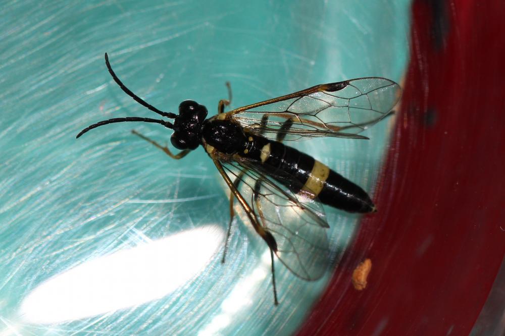 Emphytus cingulatus (Scopoli, 1763)
