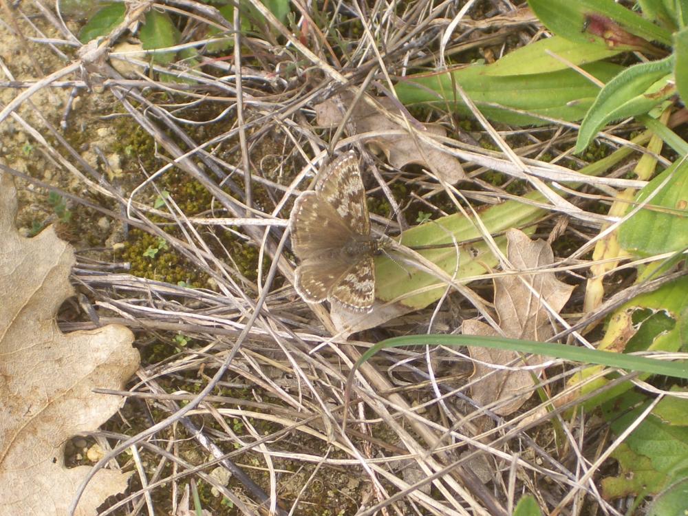 Point de Hongrie (Le), Grisette (La) Erynnis tages (Linnaeus, 1758)