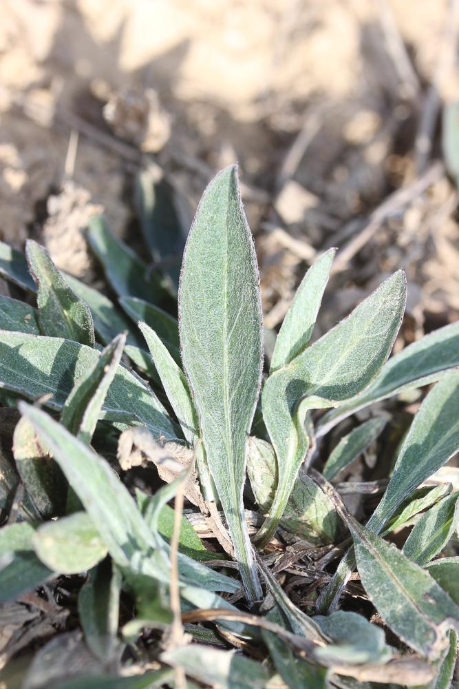 Centaurée de Timbal-Lagrave Centaurea jacea subsp. timbalii (Martrin-Donos) Braun-Blanq., 1952