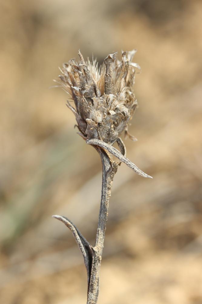 Centaurée de Timbal-Lagrave Centaurea jacea subsp. timbalii (Martrin-Donos) Braun-Blanq., 1952