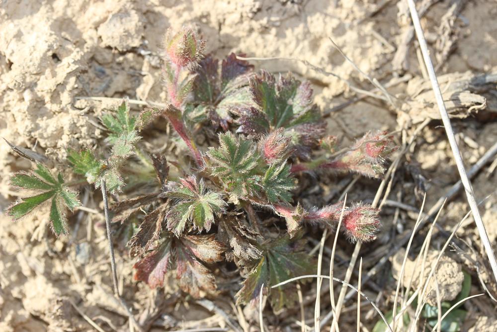 Potentille de Tabernaemontanus Potentilla verna L., 1753