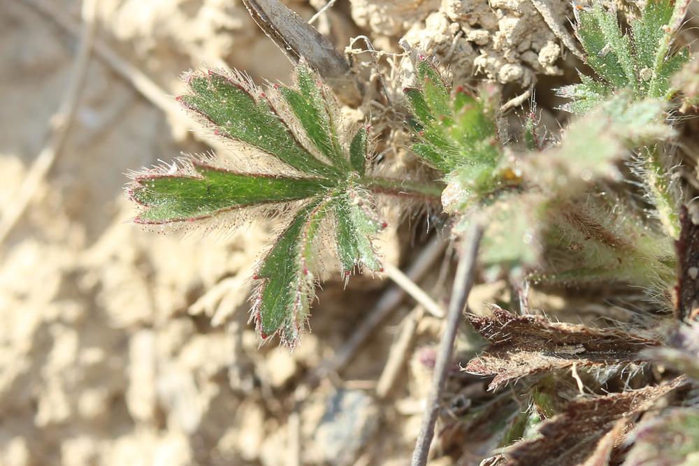 Potentille de Tabernaemontanus Potentilla verna L., 1753