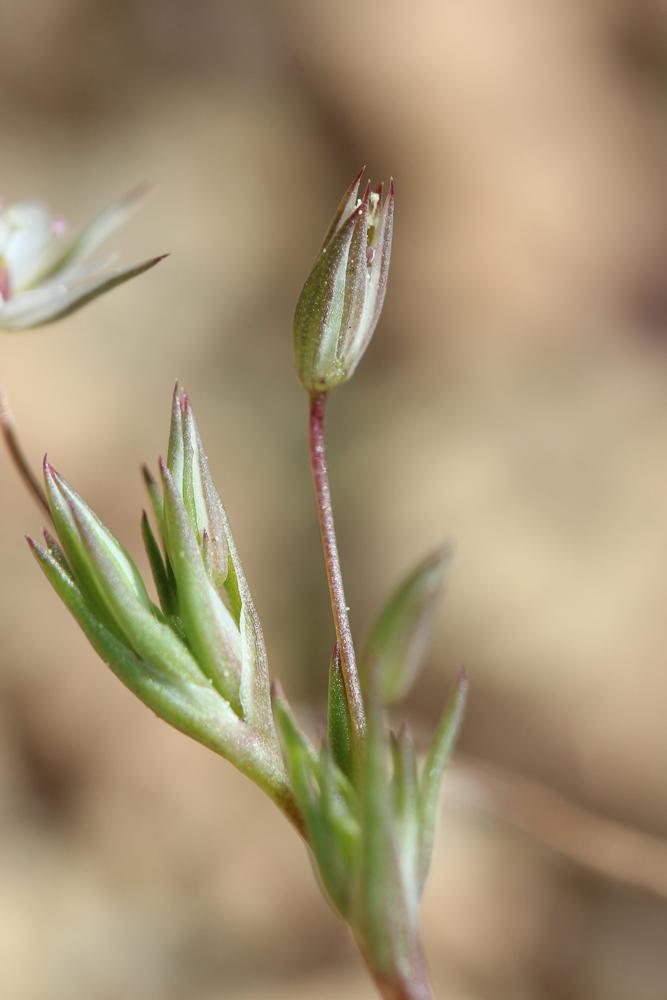 Minuartie à petites feuilles Minuartia hybrida subsp. tenuifolia (L.) Kerguélen, 1993