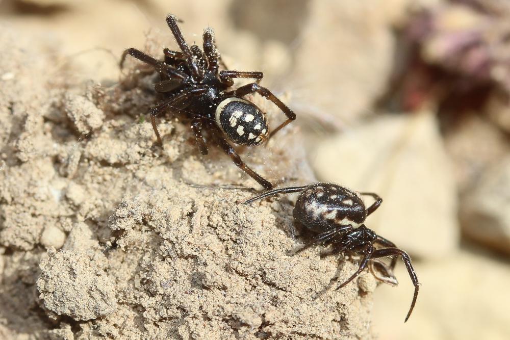 Steatoda incomposita (Denis, 1957)