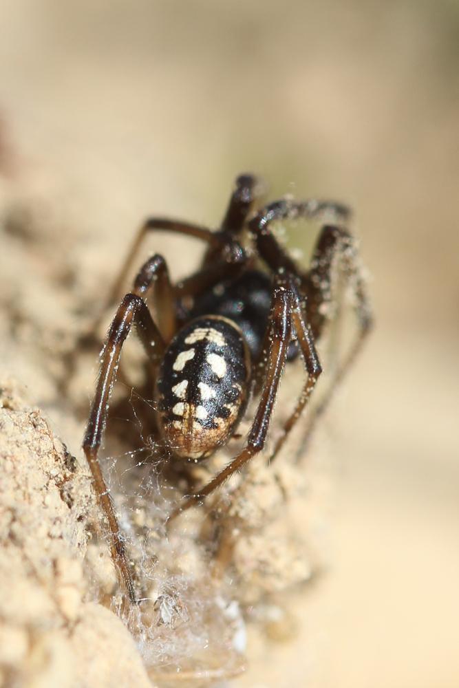 Steatoda incomposita (Denis, 1957)