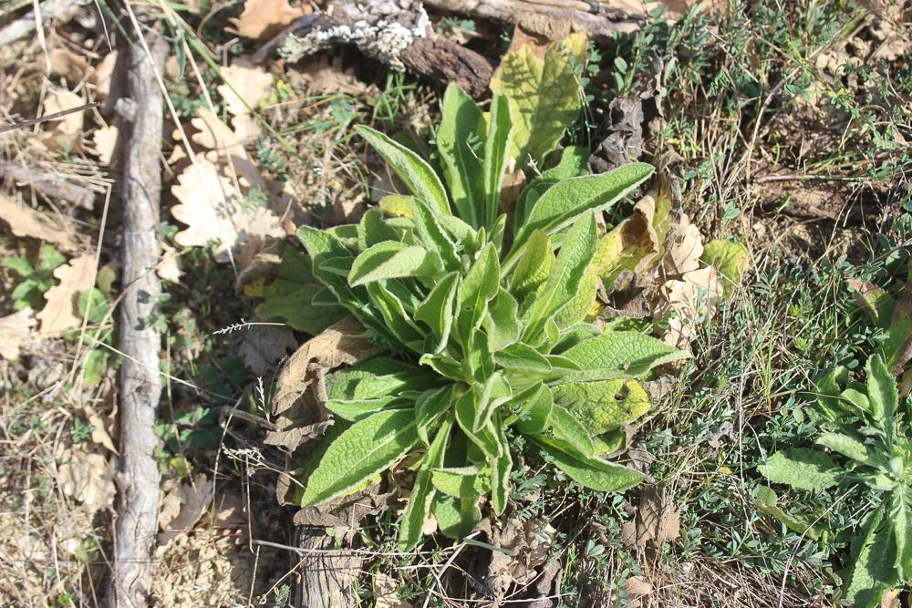 Inule conyze, Inule squarreuse Inula conyza DC., 1836