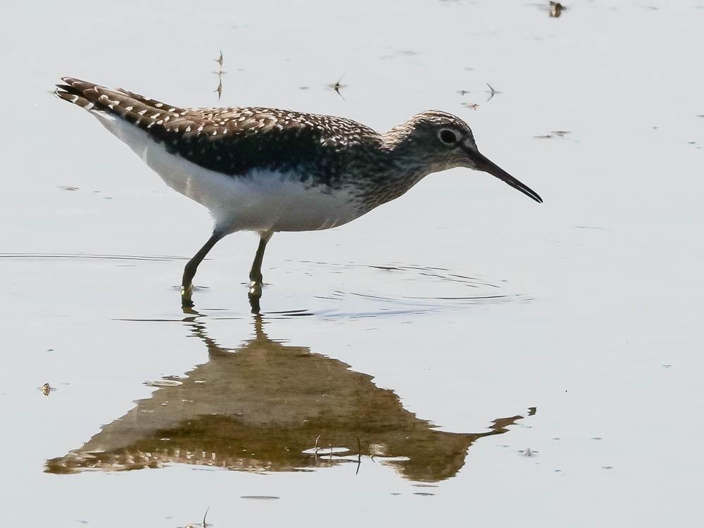 Chevalier culblanc Tringa ochropus Linnaeus, 1758