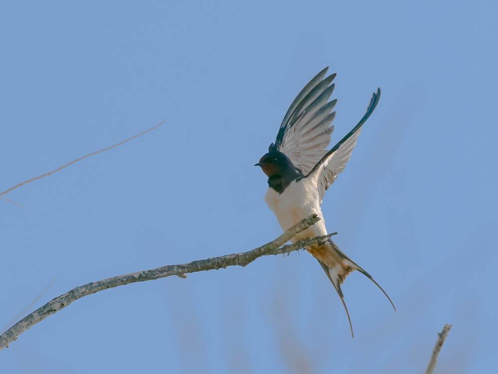 Hirondelle rustique, Hirondelle de cheminée Hirundo rustica Linnaeus, 1758