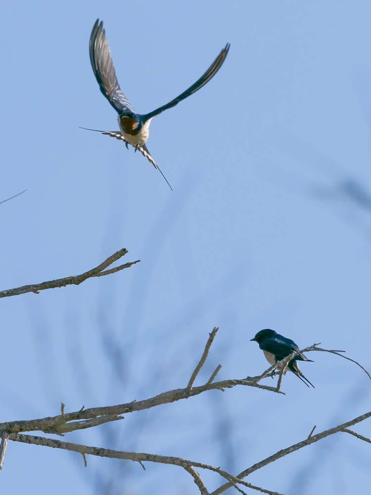 Hirondelle rustique, Hirondelle de cheminée Hirundo rustica Linnaeus, 1758