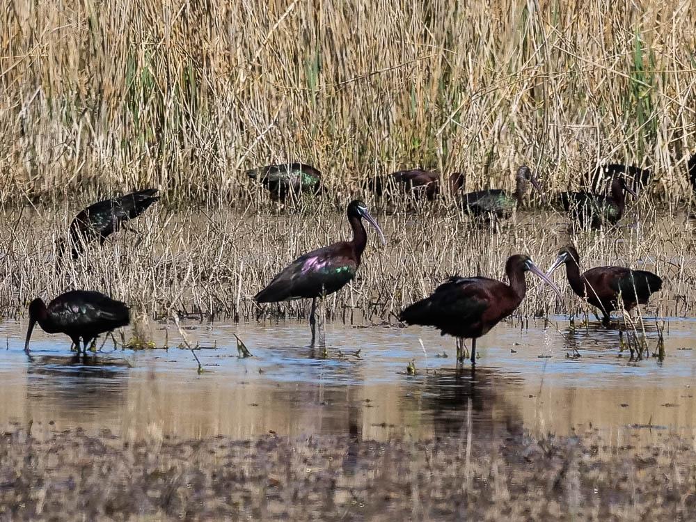 Ibis falcinelle Plegadis falcinellus (Linnaeus, 1766)
