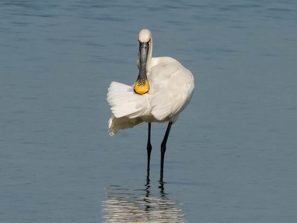 Spatule blanche Platalea leucorodia Linnaeus, 1758