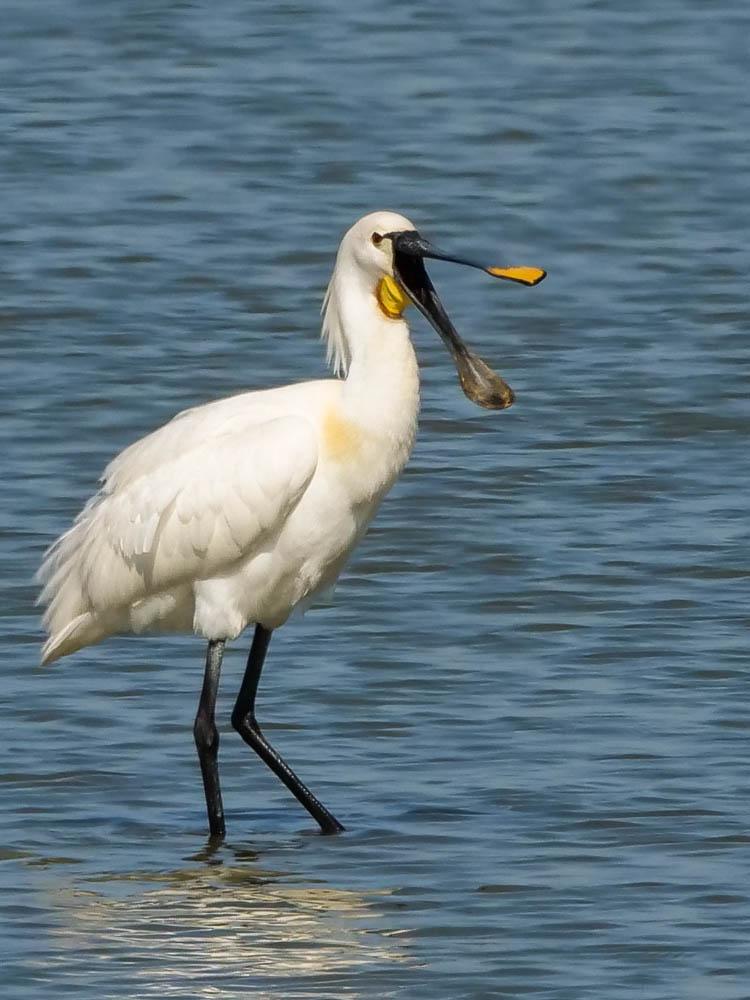 Spatule blanche Platalea leucorodia Linnaeus, 1758