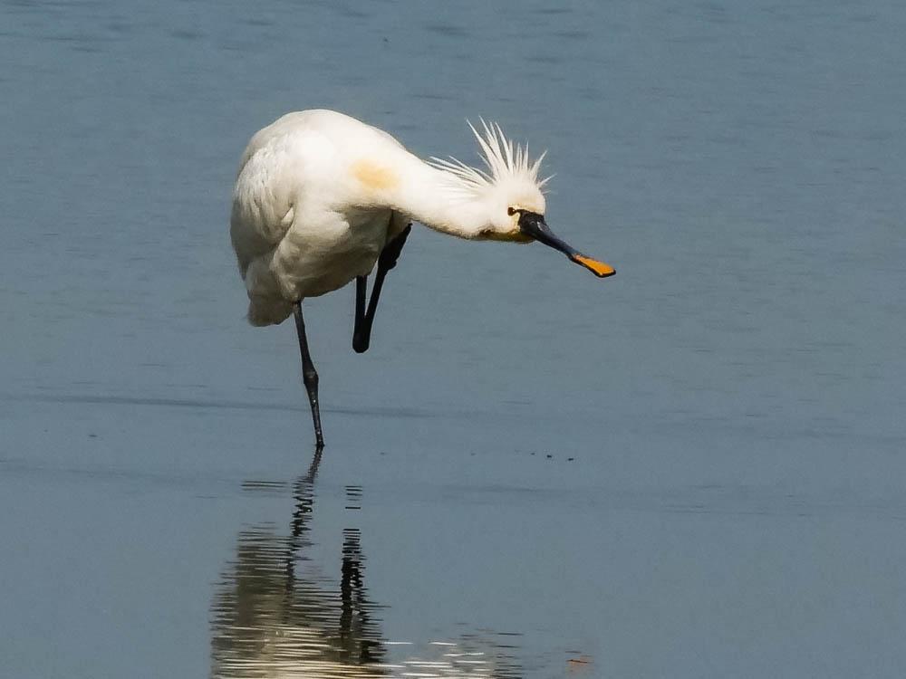 Spatule blanche Platalea leucorodia Linnaeus, 1758