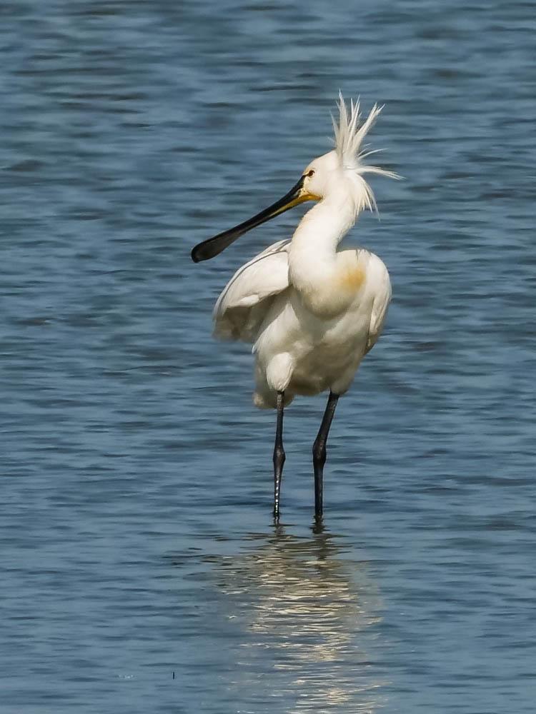 Spatule blanche Platalea leucorodia Linnaeus, 1758