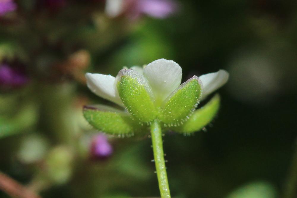 Sagine subulée Sagina subulata (Sw.) C.Presl, 1826