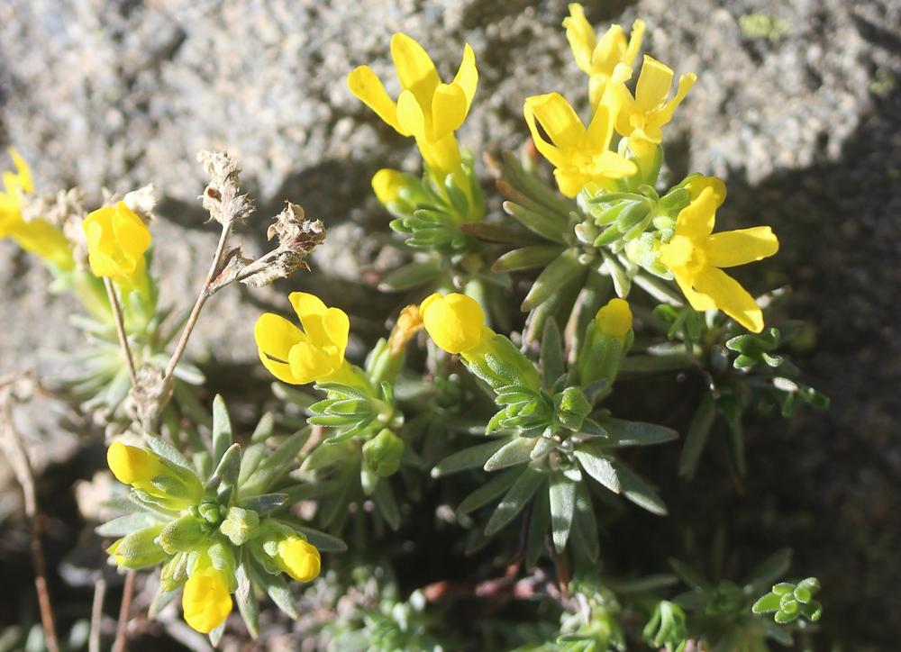 Androsace vitaliana, Androsace de Vital Androsace vitaliana (L.) Lapeyr., 1813