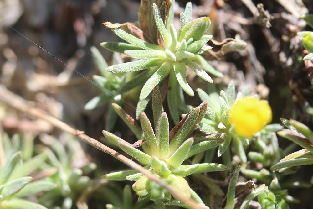 Androsace vitaliana, Androsace de Vital Androsace vitaliana (L.) Lapeyr., 1813