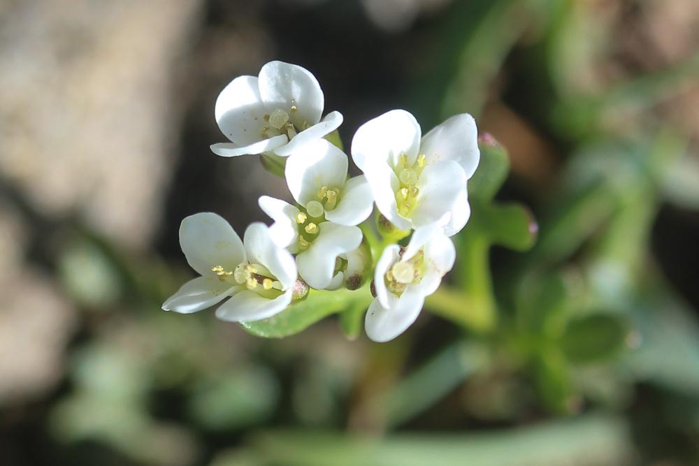 Cardamine à feuilles de réséda Cardamine resedifolia L., 1753