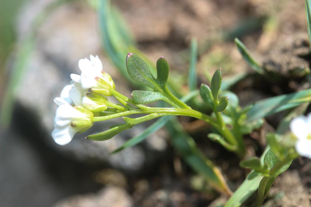 Cardamine à feuilles de réséda Cardamine resedifolia L., 1753