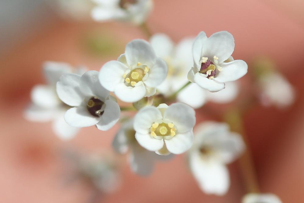 Kernéra des rochers Kernera saxatilis (L.) Sweet, 1827