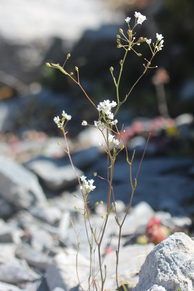 Kernéra des rochers Kernera saxatilis (L.) Sweet, 1827