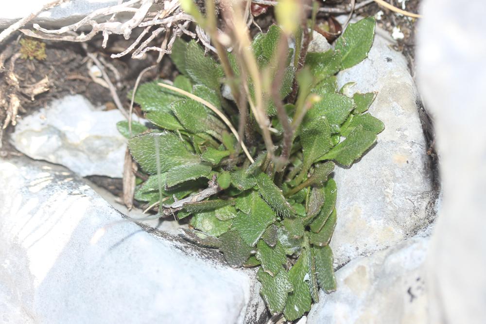 Kernéra des rochers Kernera saxatilis (L.) Sweet, 1827