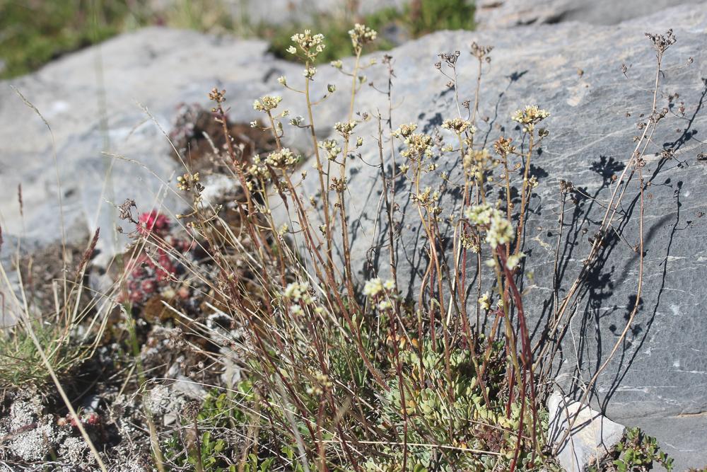 Saxifrage aizoon Saxifraga paniculata Mill., 1768
