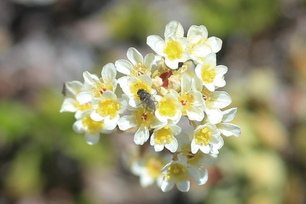 Saxifrage aizoon Saxifraga paniculata Mill., 1768