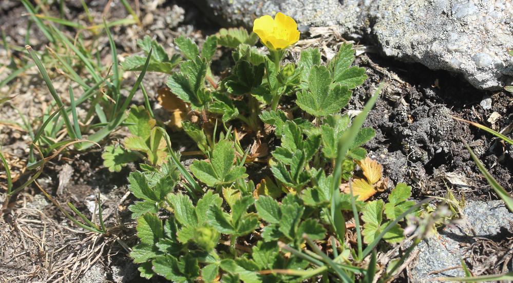 Potentille à grandes fleurs Potentilla grandiflora L., 1753