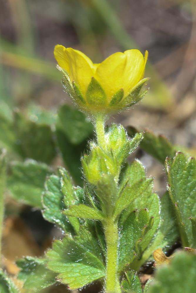Potentille à grandes fleurs Potentilla grandiflora L., 1753