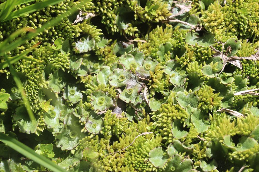  Marchantia polymorpha L., 1753