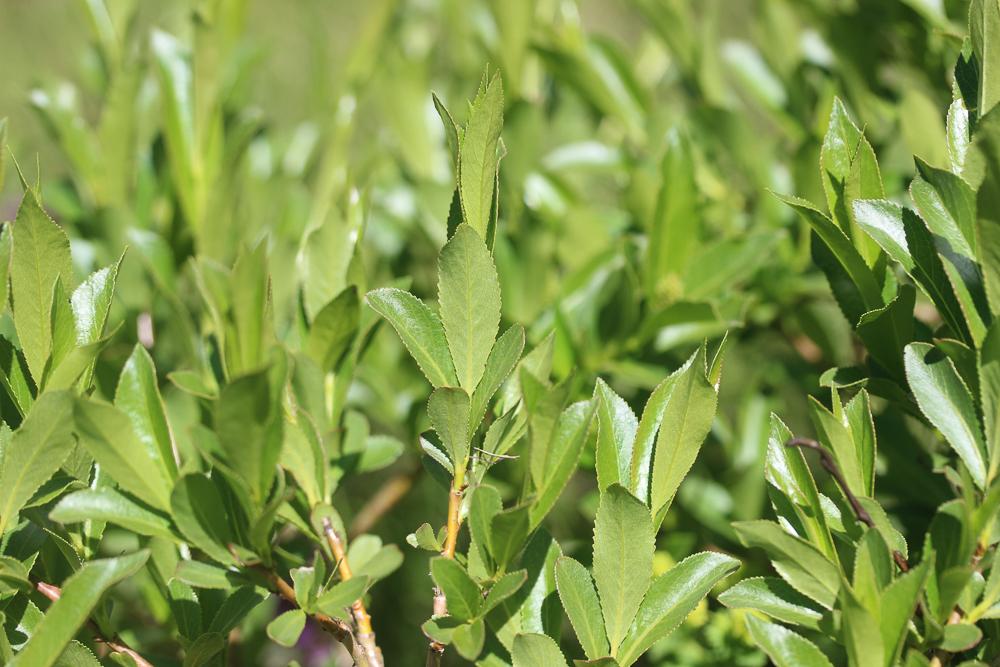 Saule à cinq étamines, Saule odorant Salix pentandra L., 1753
